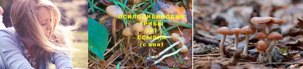 ГАЛЛЮЦИНОГЕННЫЕ ГРИБЫ Абдулино